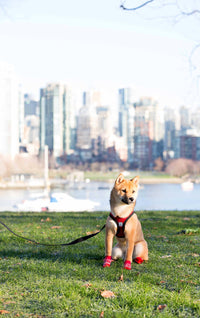 RC Pet Products Step in Cirque Soft Walking Dog Harness, XX-Small, Red