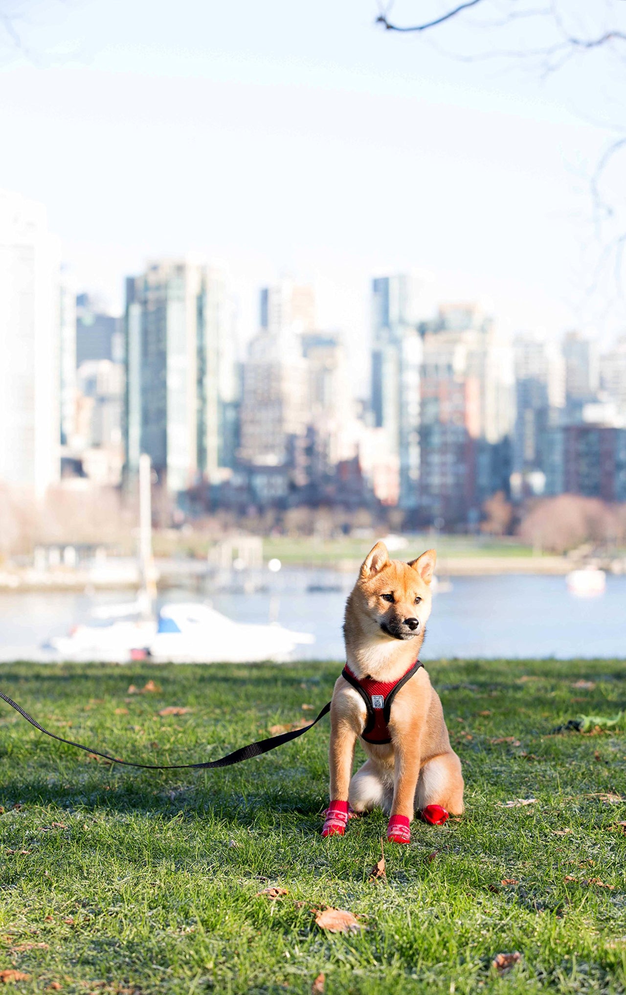 RC Pet Products Step in Cirque Soft Walking Dog Harness, Small, Red