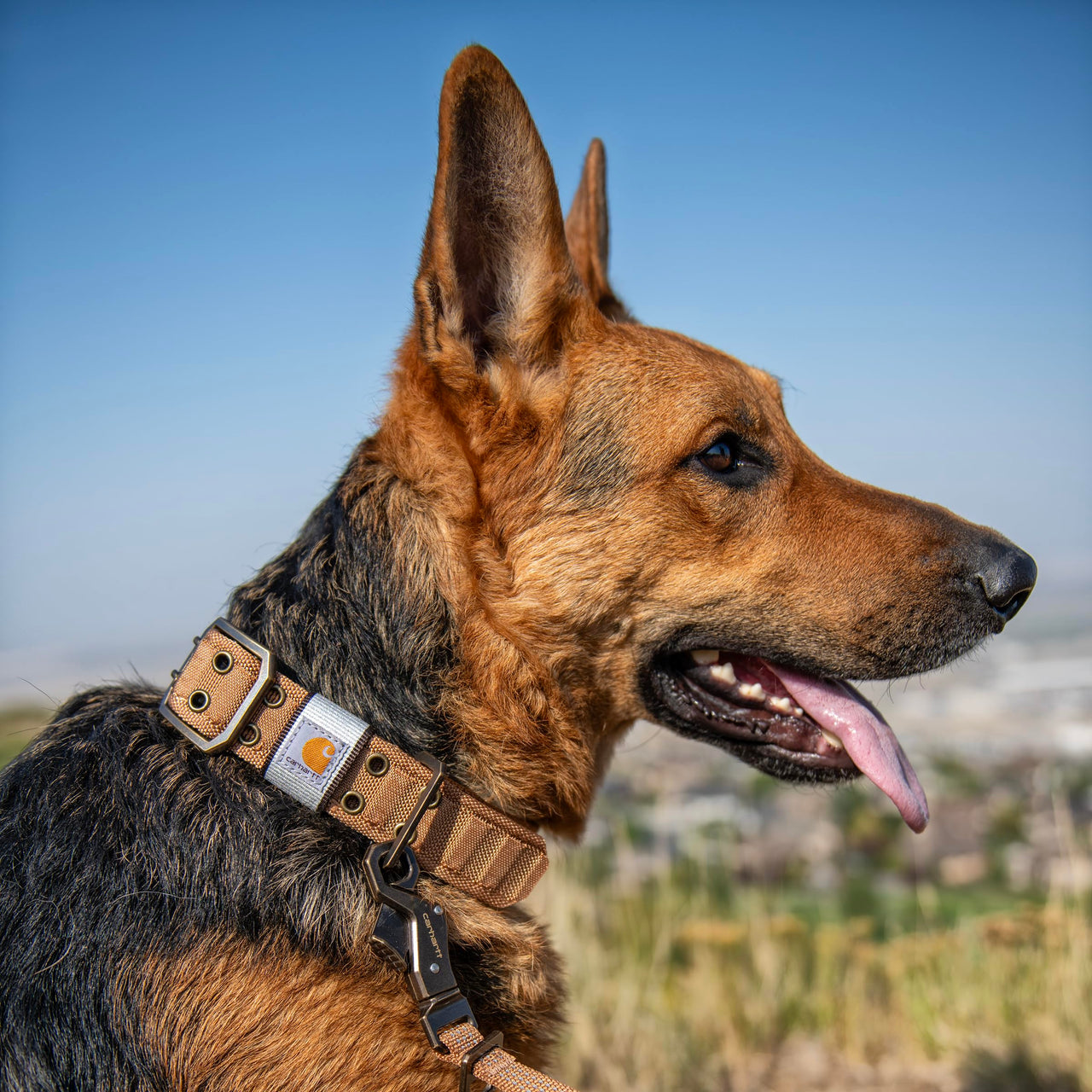 Carhartt Pet Fully Adjustable Wide Webbing Collar for Dogs, Carhartt Brown, Large