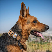 Carhartt Pet Fully Adjustable Wide Webbing Collar for Dogs, Carhartt Brown, Large