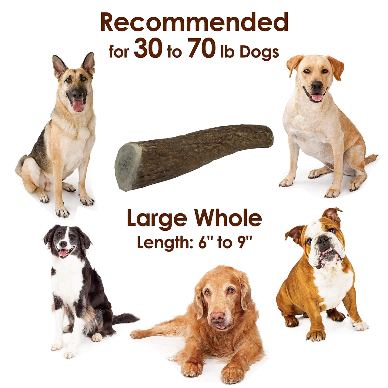 Elk Antler Chews for Dogs | Naturally Shed USA Collected Elk Antlers | All Natural A-Grade Premium Elk Antler Dog Chews | Product of USA, Single Pack Large Whole Large (Pack of 1)