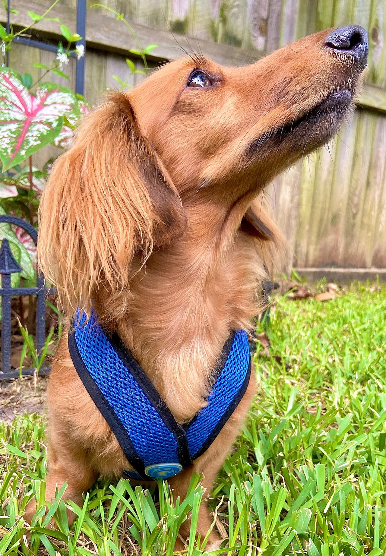 Gooby Comfort X Step in Harness - Blue, Medium - No Pull Small Dog Harness Patented Choke-Free X Frame - Perfect on The Go Dog Harness for Medium Dogs No Pull or Small Dogs for Indoor and Outdoor Use