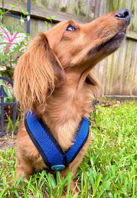 Gooby Comfort X Step in Harness - Blue, Medium - No Pull Small Dog Harness Patented Choke-Free X Frame - Perfect on The Go Dog Harness for Medium Dogs No Pull or Small Dogs for Indoor and Outdoor Use