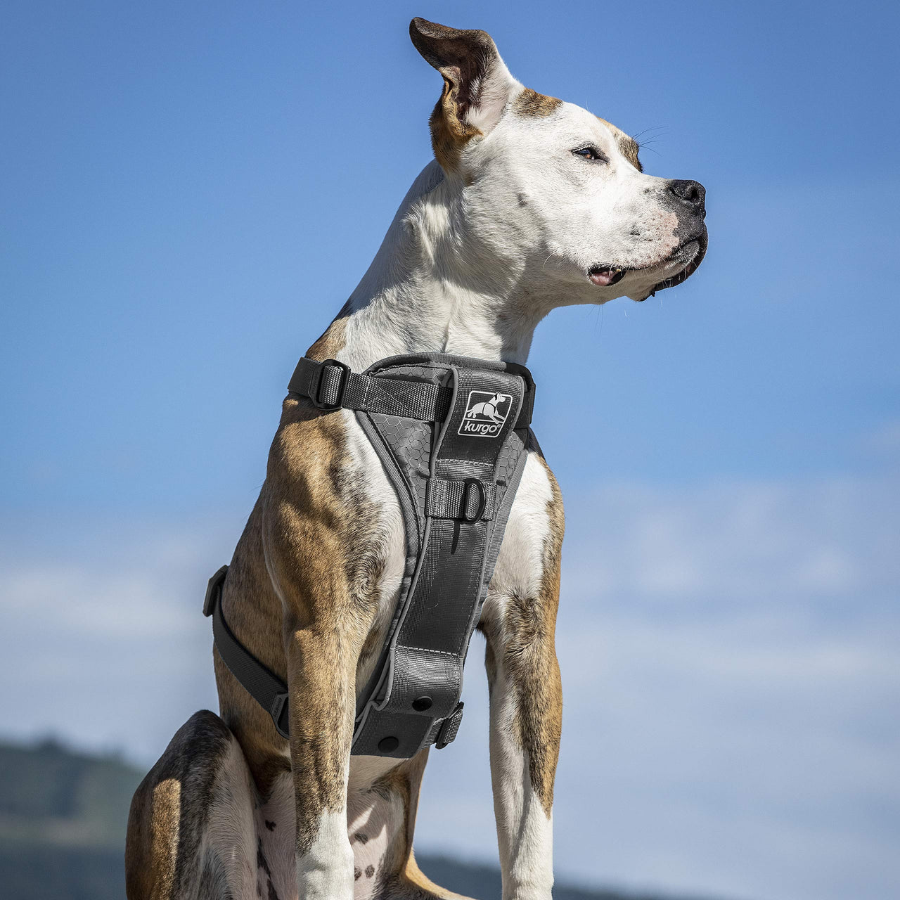 Kurgo Dog Harness | Pet Walking Harness | No Pull Harness Front Clip Feature for Training Included | Car Seat Belt | Tru-Fit Quick Release Style | Large | Grey