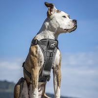 Kurgo Dog Harness | Pet Walking Harness | No Pull Harness Front Clip Feature for Training Included | Car Seat Belt | Tru-Fit Quick Release Style | Large | Grey