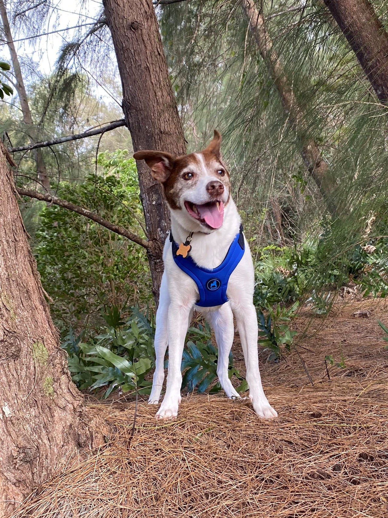 Gooby Escape Free Sport Harness - Blue, Large - No Choke Step-in Patented Neoprene Small Dog Harness with Four-Point Adjustment - Perfect on The Go Dog Harness for Medium Dogs No Pull and Small Dogs Large chest (16-24.25")