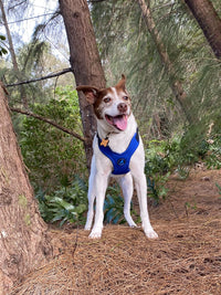 Gooby Escape Free Sport Harness - Blue, Large - No Choke Step-in Patented Neoprene Small Dog Harness with Four-Point Adjustment - Perfect on The Go Dog Harness for Medium Dogs No Pull and Small Dogs Large chest (16-24.25