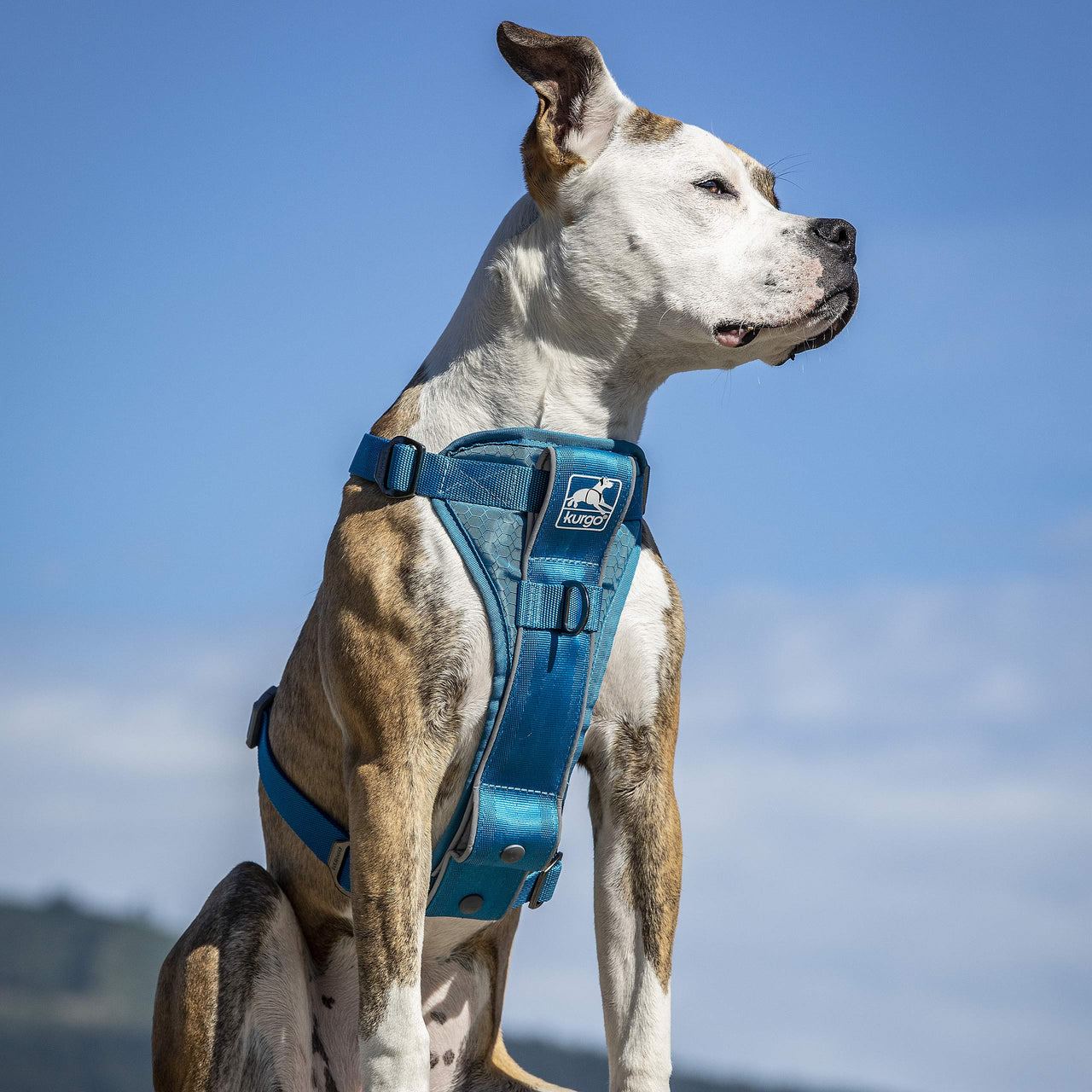 Kurgo Dog Harness | Pet Walking Harness | No Pull Harness Front Clip Feature for Training Included | Car Seat Belt | Tru-Fit Quick Release Style | Small | Blue