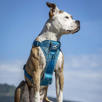 Kurgo Dog Harness | Pet Walking Harness | No Pull Harness Front Clip Feature for Training Included | Car Seat Belt | Tru-Fit Quick Release Style | Small | Blue