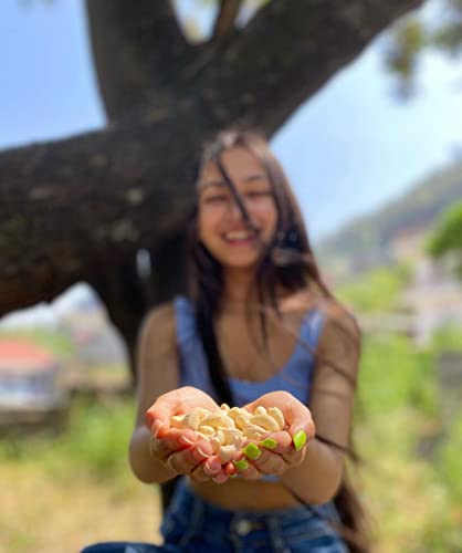 Farmley Premium W320 Cashew 250g, Raw Cashew