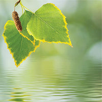 Olay Fresh Outlast Purifying Birch water & Lavender Soap (pack of 4) 360g