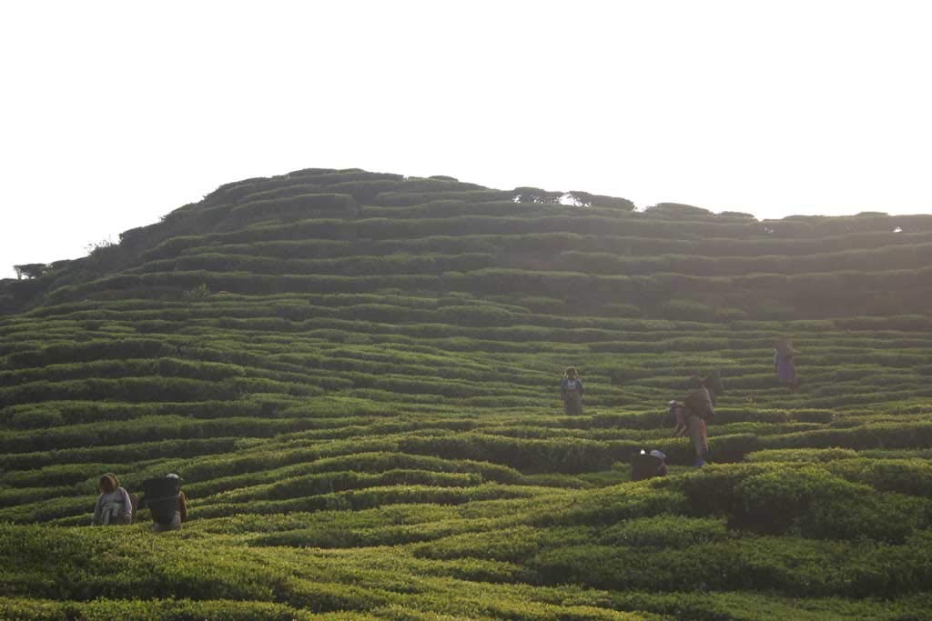 The Tao of Tea, First Flush Darjeeling Black Tea, Loose Leaf, 3.5 Ounce Tin