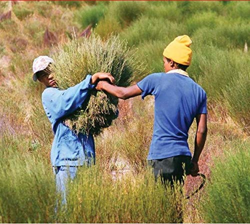 TICK TOCK TEAS Bags Earl Grey Rooibos Tea, 40 Count - Packaging May Vary