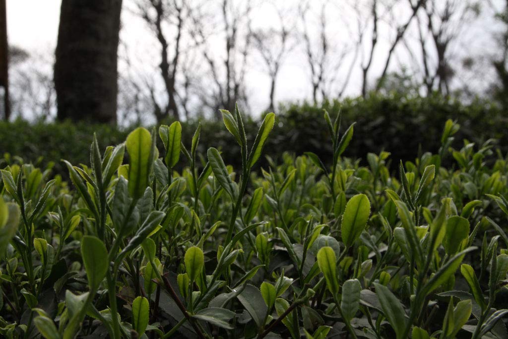 The Tao of Tea, Black Mango Black Tea, Loose Leaf, 4 Ounce Tin