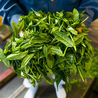 [Sugimoto Tea] Authentic Japanese Matcha Genmaicha from Shizuoka, Japan - Sencha Green Tea with Roasted Rice & Matcha Blend, Compostable Pyramid Tea Bags, (20 Teabags x 3 Packs)