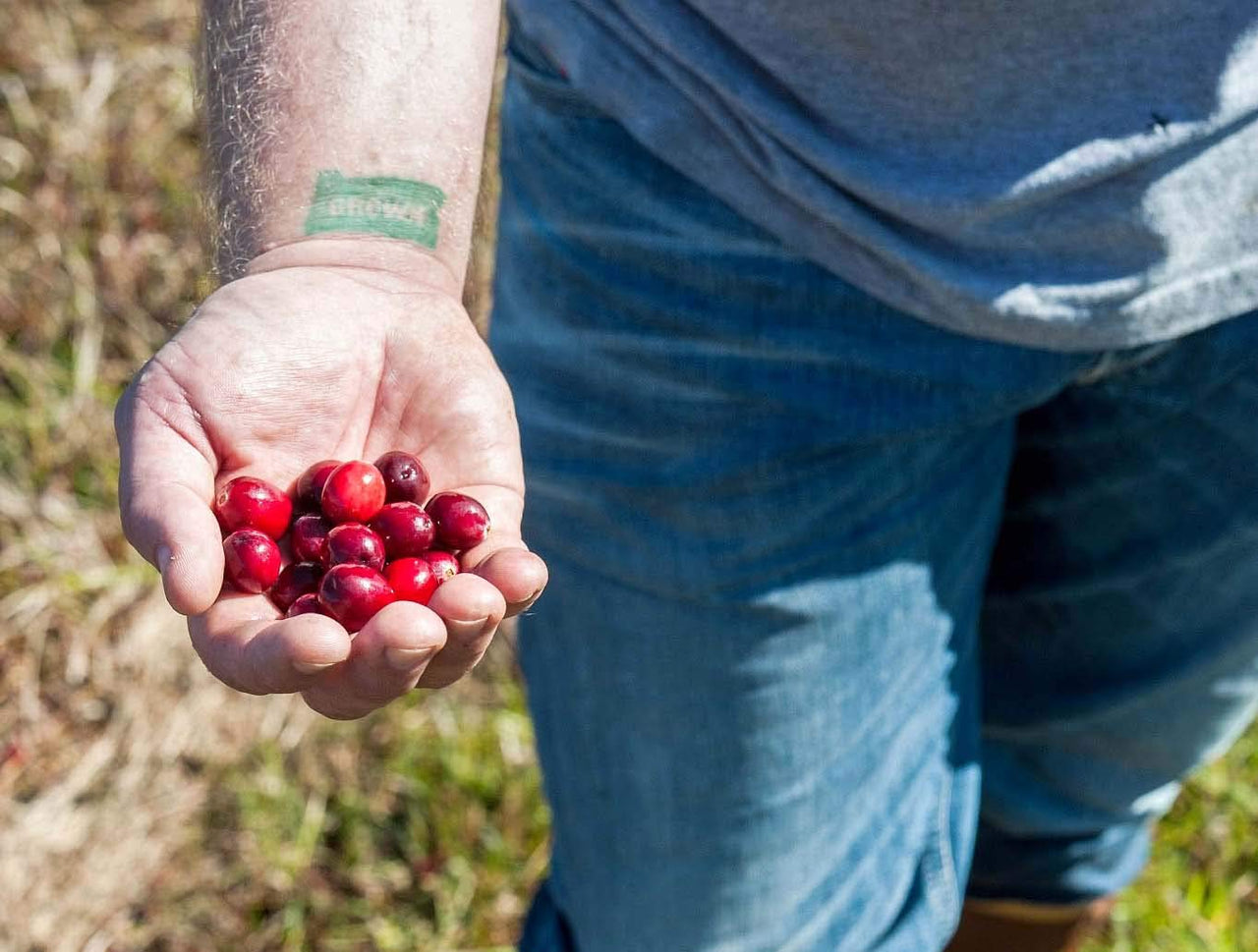 Vincent Family Dried Cranberries Infused With Unsweetened Apple Juice, 9.5 Oz