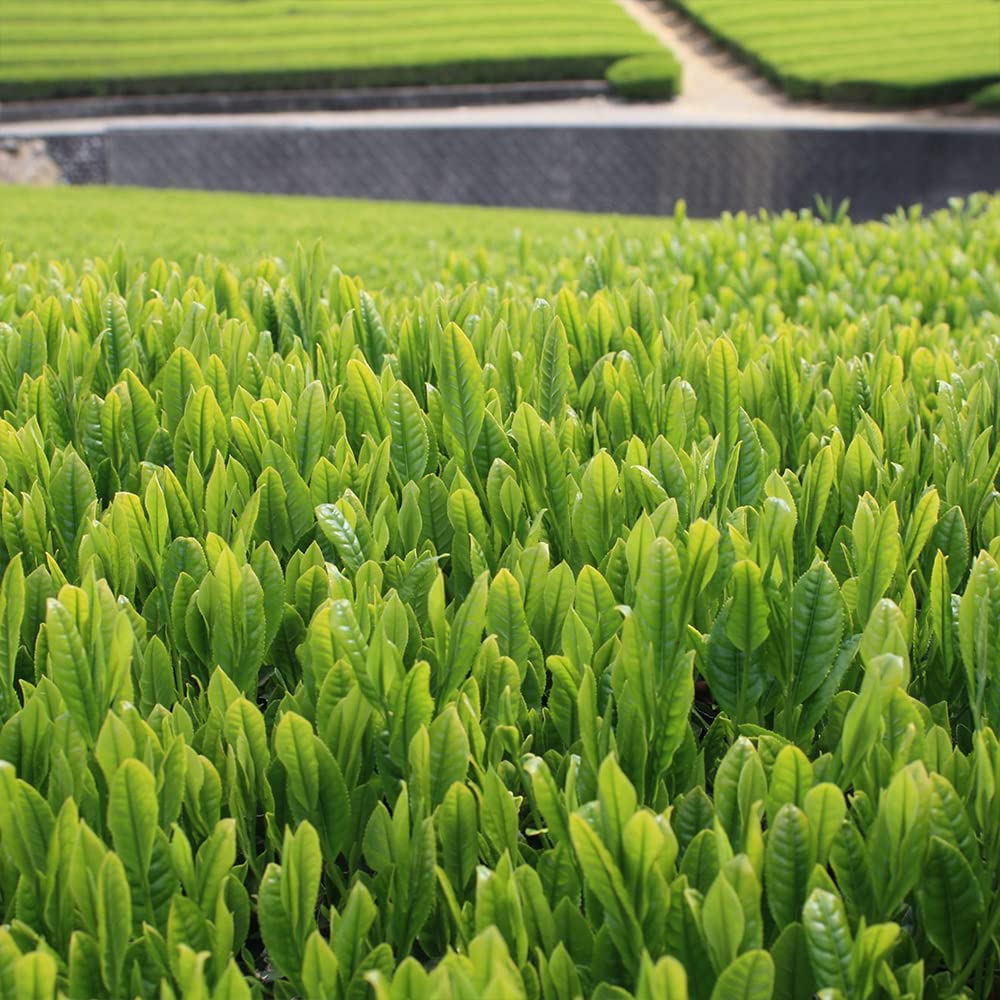 [Sugimoto Tea] Authentic Japanese Matcha Genmaicha from Shizuoka, Japan - Sencha Green Tea with Roasted Rice & Matcha Blend, Compostable Pyramid Tea Bags, (20 Teabags x 3 Packs)