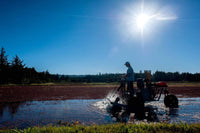 Vincent Family Dried Cranberries Infused With Unsweetened Apple Juice, 9.5 Oz