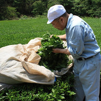 [Sugimoto Tea] Japanese Sen Cha Green Tea, Deep-Steamed (Fukamushi) Style, Award-Winning, Authentic Loose Leaf Tea, Resealable Foil Pouch (3.5 oz x 1 Pack)