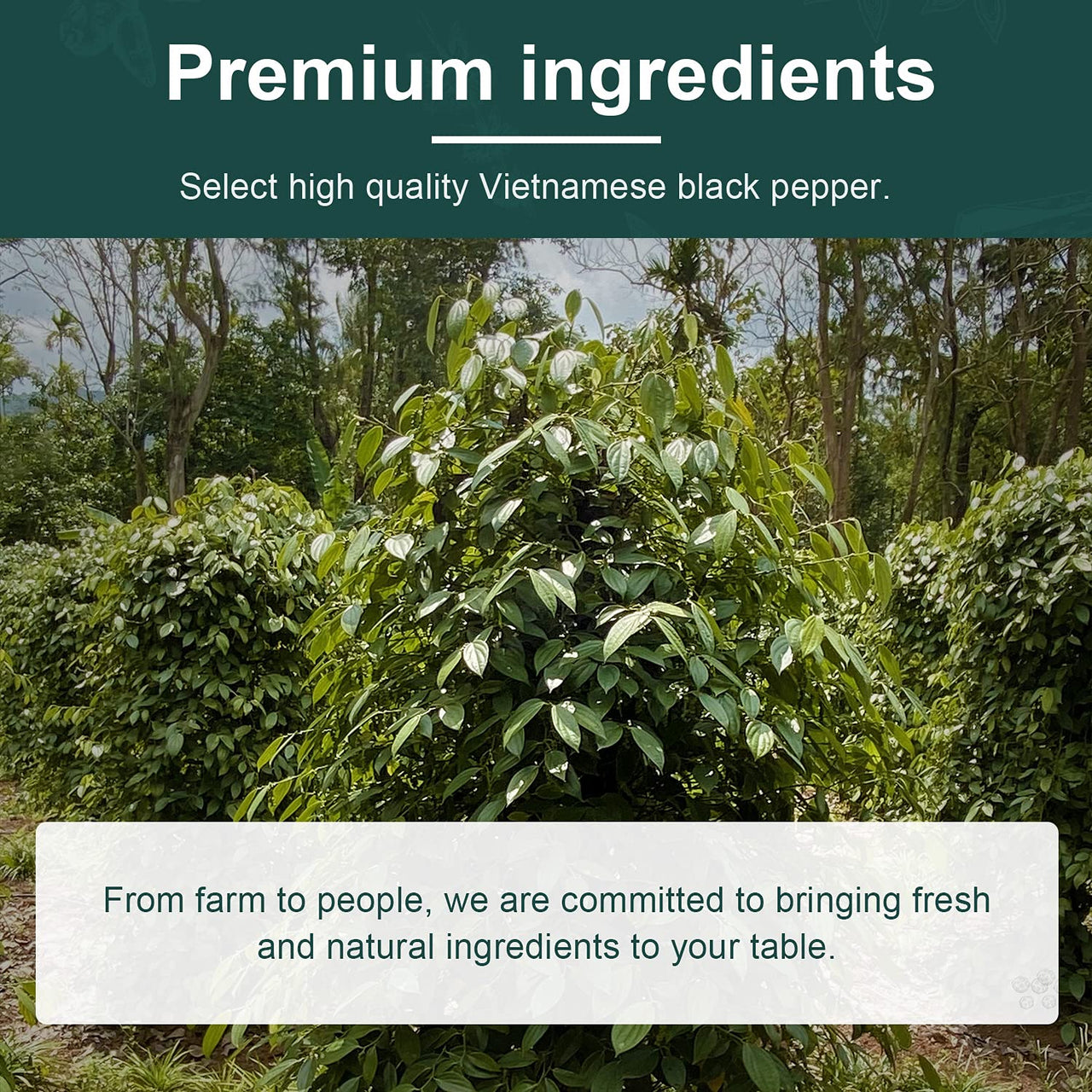 Soeos Whole Black Peppercorns, 8 oz, Grade AAA, Black Peppercorns for Grinder Refill, NON-GMO, KOSHER CERTIFIED, Whole black Peppercorns Bulk, 8 oz.