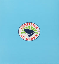 American Classic Pyramid Teabags, 12 Count