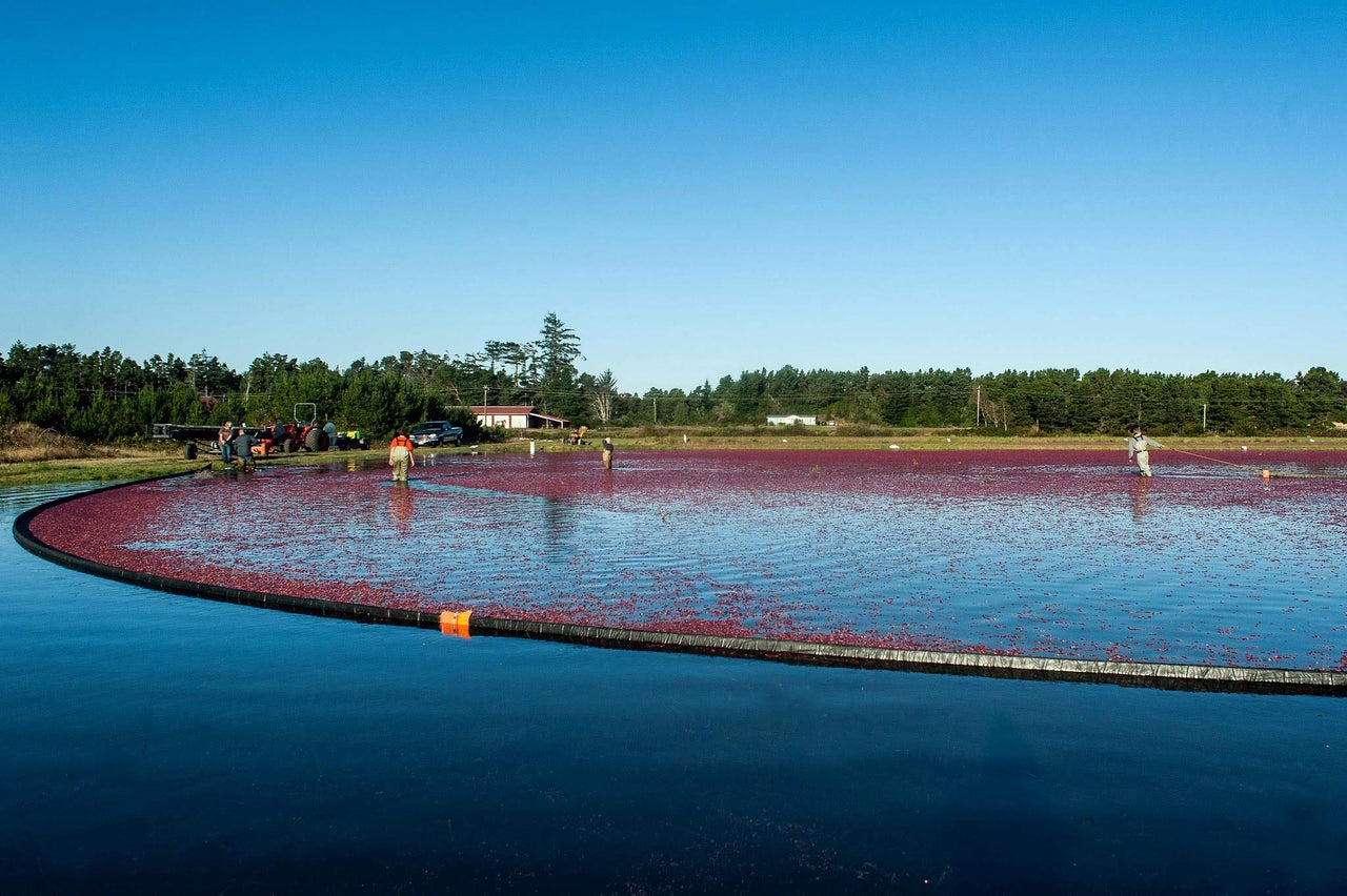Vincent Family Dried Cranberries Infused With Unsweetened Apple Juice, 9.5 Oz