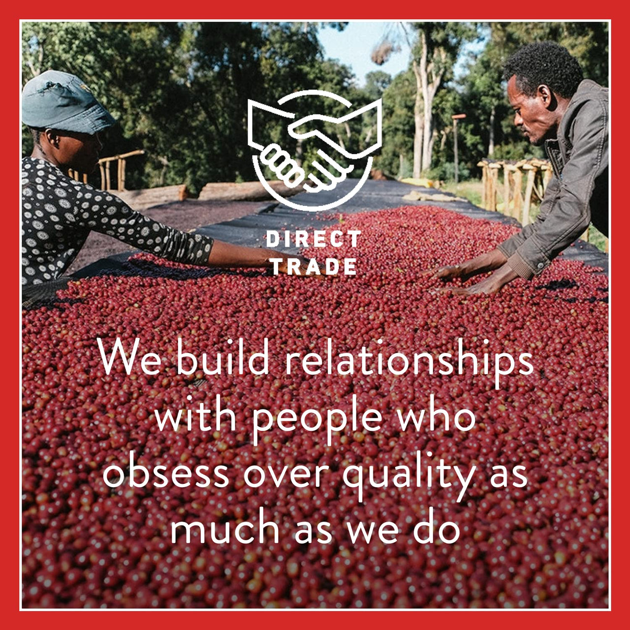 Intelligentsia Coffee, Light Roast Ground Coffee - Organic El Gallo 11 Ounce Bag with Flavor Notes of Milk Chocolate, Honey and Cola