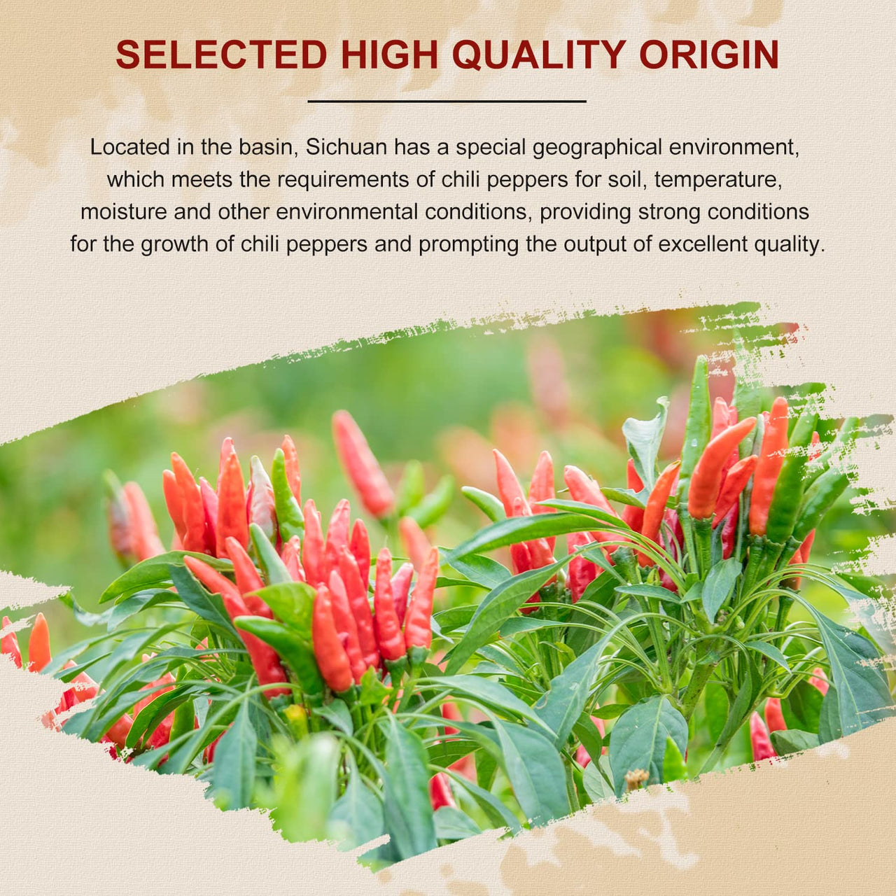 52USA Szechuan Red Dried Chilis, Whole Chili, Chinese Chili 4 Oz (Medium Hot)