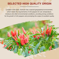 52USA Szechuan Red Dried Chilis, Whole Chili, Chinese Chili 4 Oz (Medium Hot)