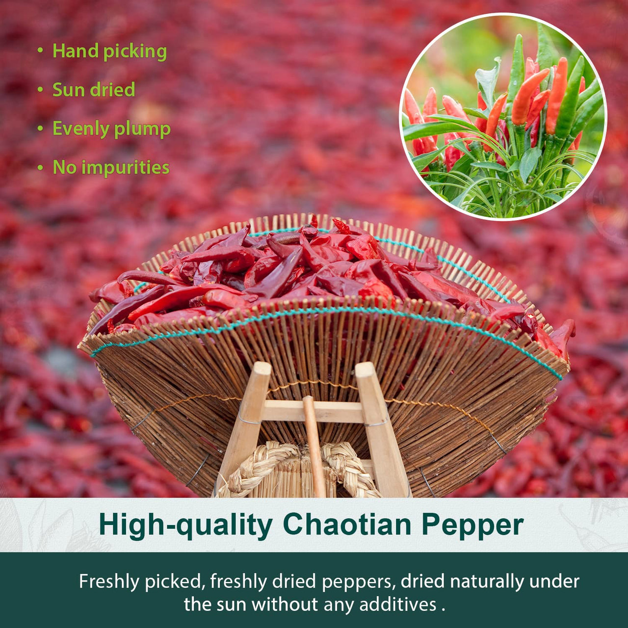 Soeos Whole Dried Chilies 4 oz, Mild Spicy Chili Peppers, Red Chili Pepper, Natural, Premium and Dry Sichuan Chile Peppers, Sichuan Pepper, Dried Peppers  Great for Mexican Recipes