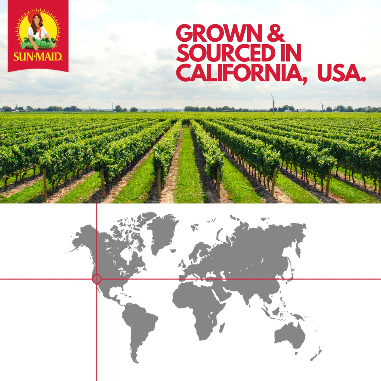 Sun-Maid | Yogurt Covered Raisin Snacks | Chocolate | 1 Ounce Snack-Size For Kids (6 Total)