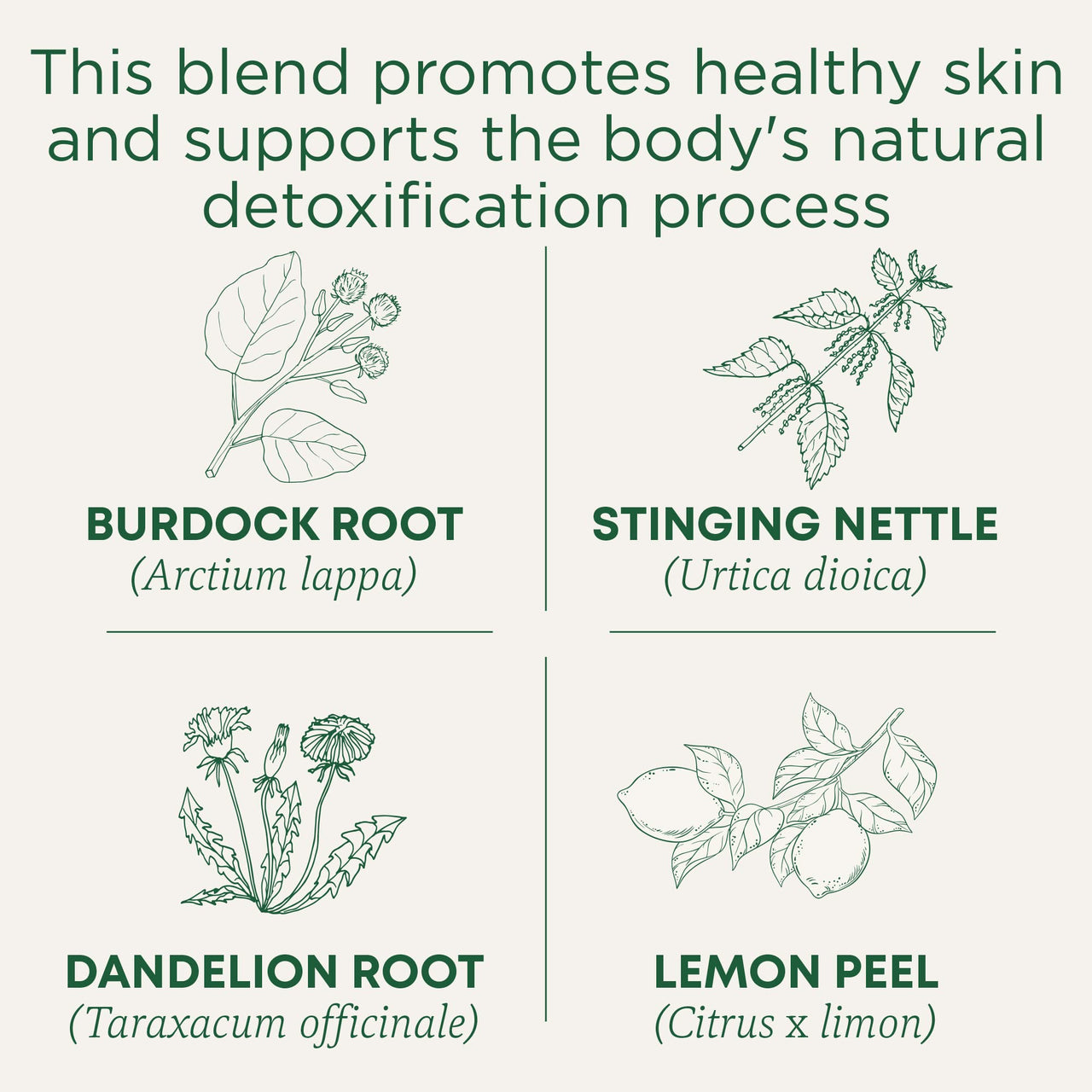Traditional Medicinals Organic Lemon Everyday DetoxTea, 16 Count (Pack of 6)