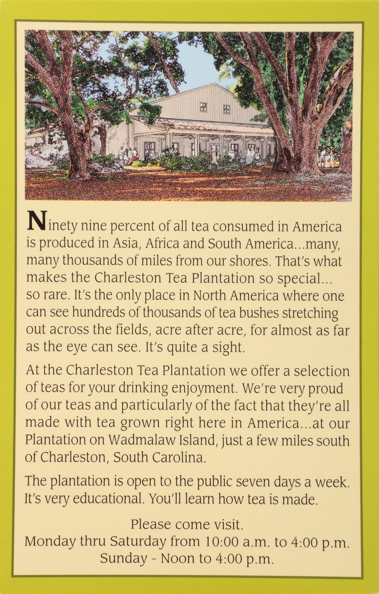 Island Green Pyramid Teabags, 12 Count