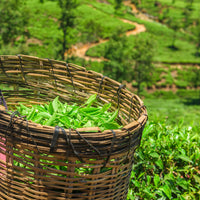 Almond Chocolate, Loose Leaf Green Tea - Caffeinated, Hot & Iced | bulk 8oz, 80-100 cups | The Spice Hut, First Sip of Tea