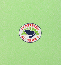 American Classic Pyramid Teabags, Island Green Mint, 12 Count, 0.84 Oz