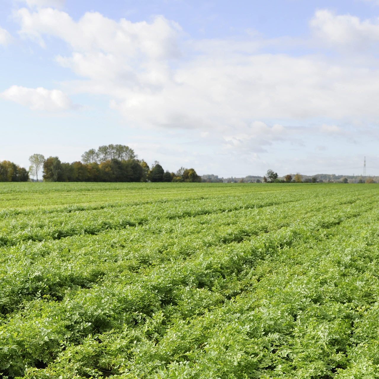 Knorr Gravy Mix For Delicious Easy Meals and Side Dishes Au Jus No Artificial Flavors, No Added MSG 0.6 oz, 24 count