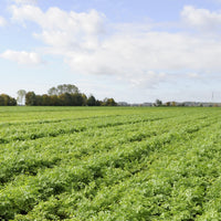 Knorr Gravy Mix For Delicious Easy Meals and Side Dishes Au Jus No Artificial Flavors, No Added MSG 0.6 oz, 24 count