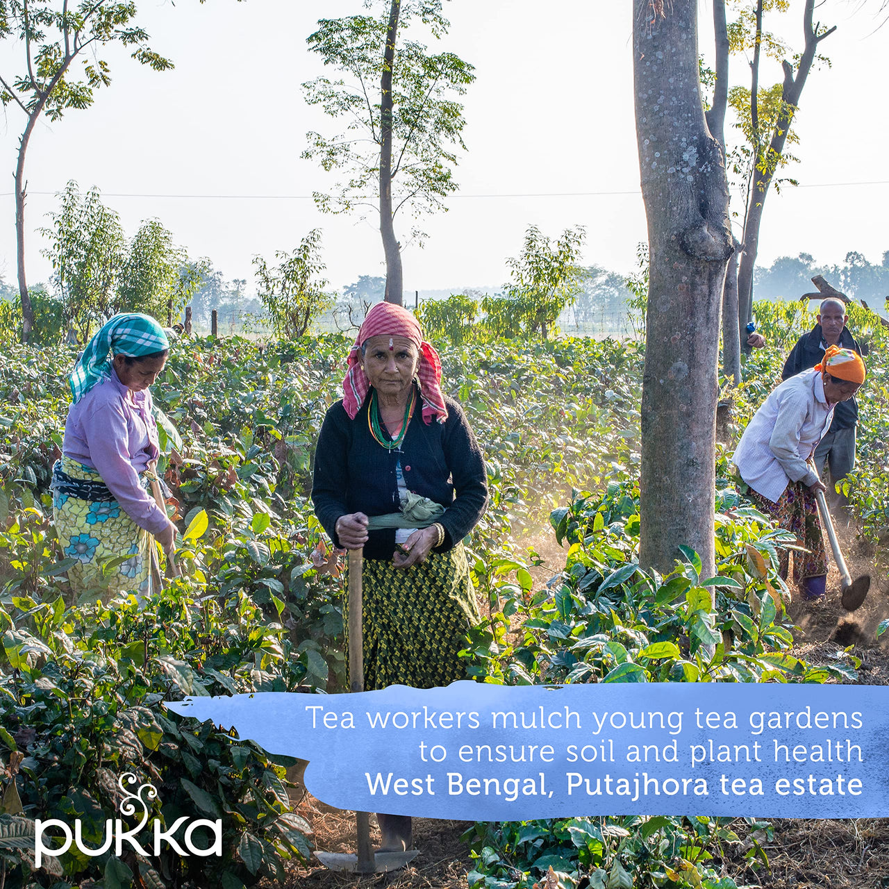 Pukka Tea Variety Pack, Organic Herbal Tea Bags, Five Flavors; Elderberry & Echinacea, Lemon, Ginger & Manuka Honey, Night Time, Three Mint and Detox, 20 count (Pack 0f 3)